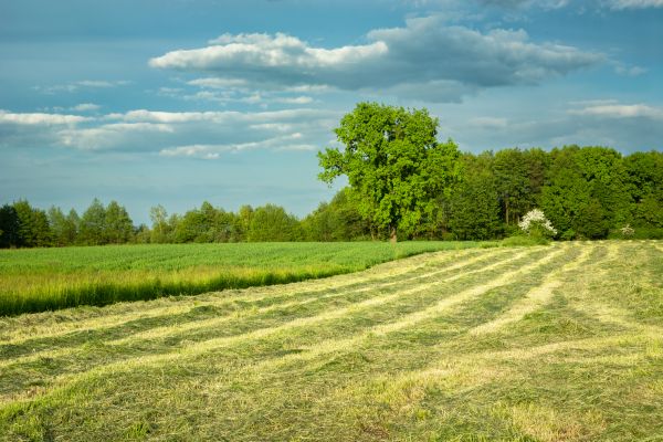 Vegetation Removal in State College