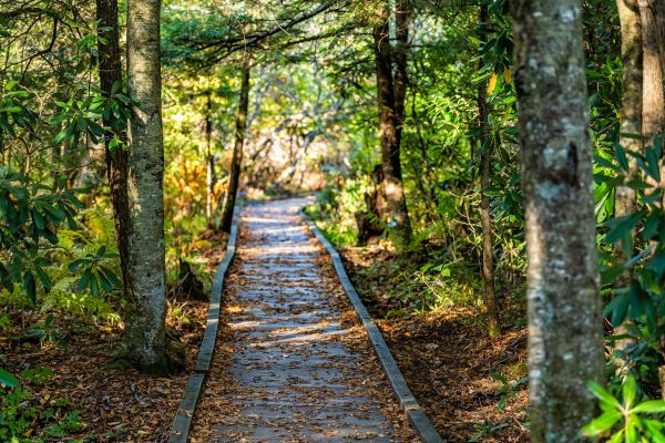 Trail Clearing in State College